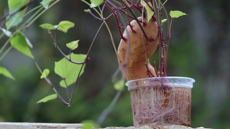 A sweet potato suspended is in water