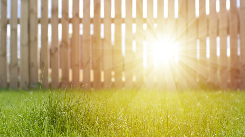 Sun rays through a wooden fence