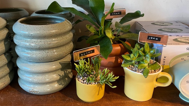 Plants in yellow mugs