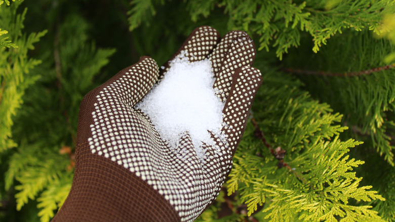 Someone adding epsom salt to plant