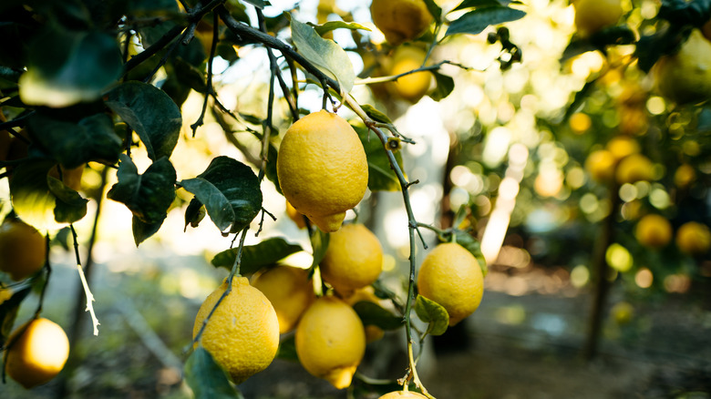 Lemons growing on a tree on a sunny day