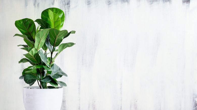 Bambino fiddle leaf fig