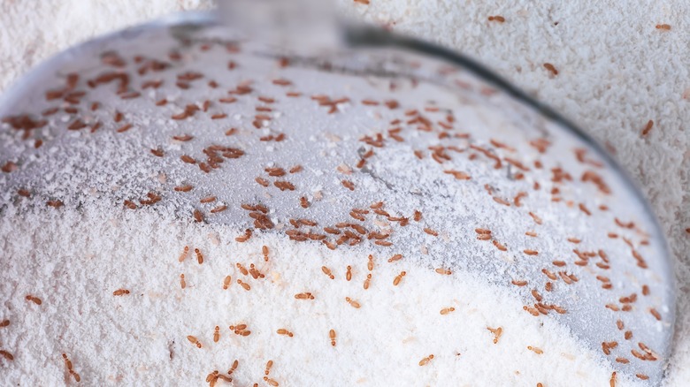 tiny bugs in flour