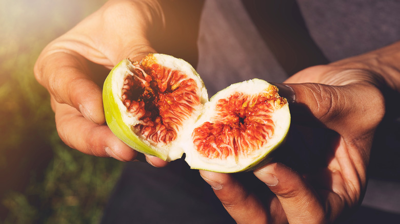 hands opening a ripe fig