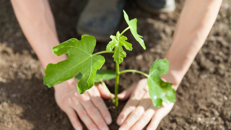 Farmer planting fig tree seedling