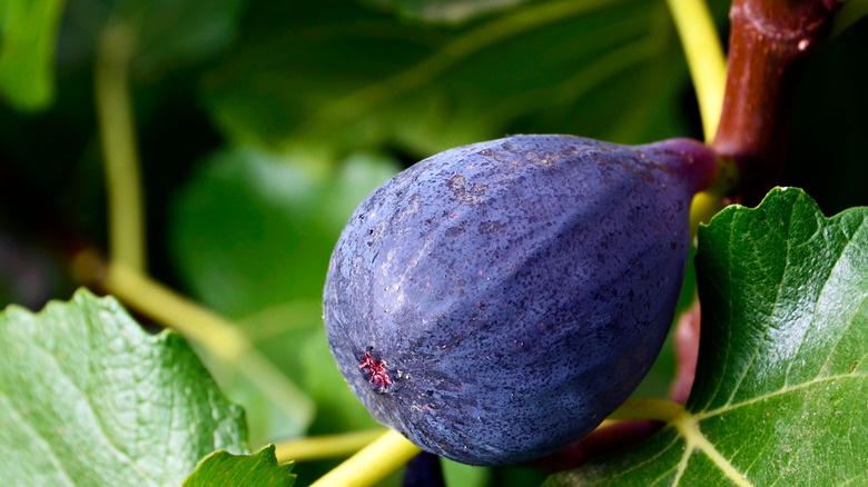 Ripe purple fig on tree