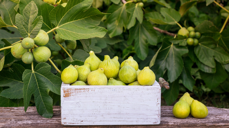 figs picked from the tree