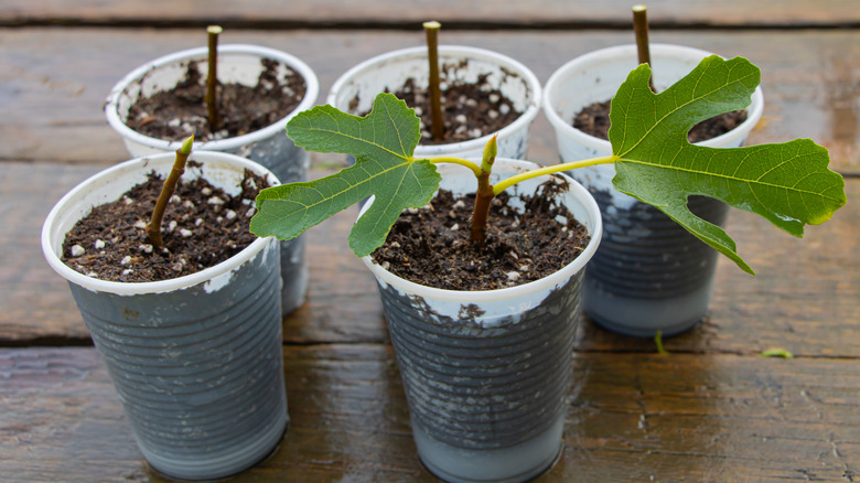 Propagating fig tree branches