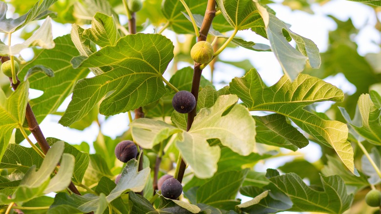 ripe figs on fig tree