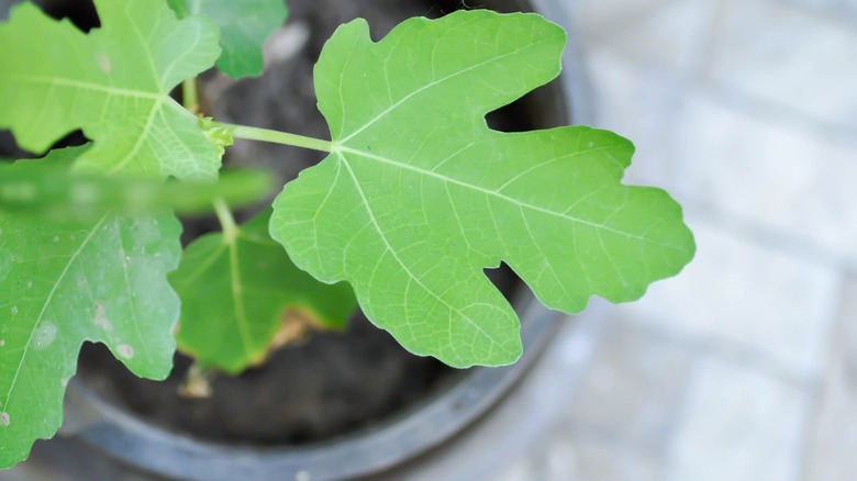 ficus carica tree leaf