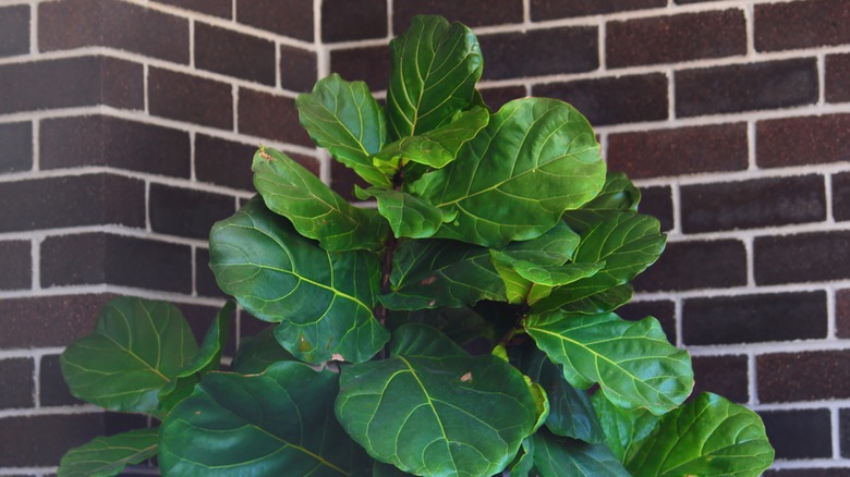 fiddle leaf fig by brick wall