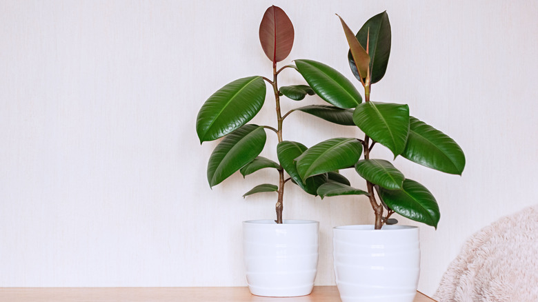 Two potted rubber trees indoors