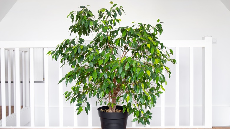 weeping fig tree in pot