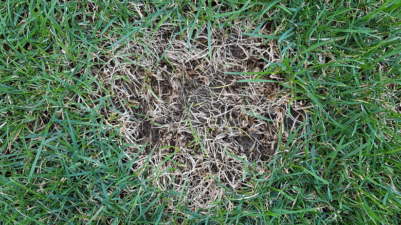 brown patch on lawn