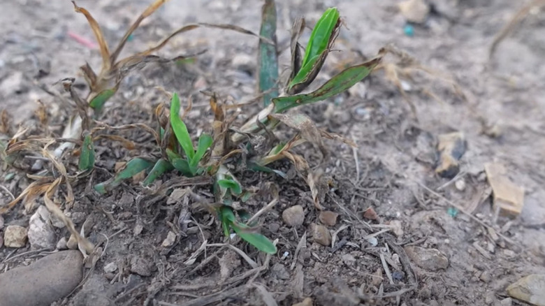 dying goosegrass