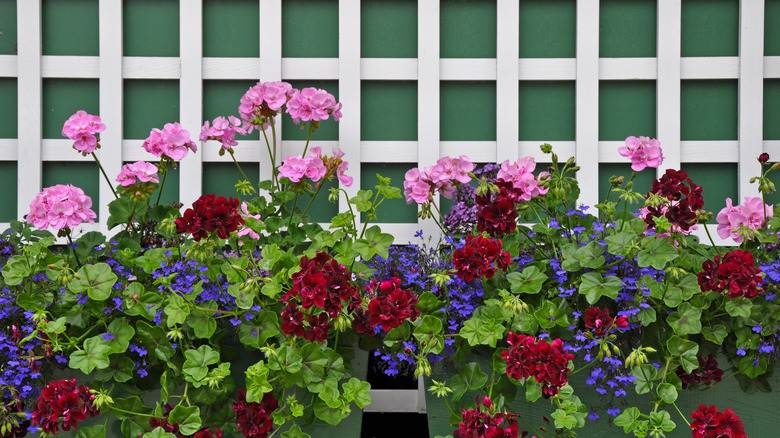 Geraniums against a trellis