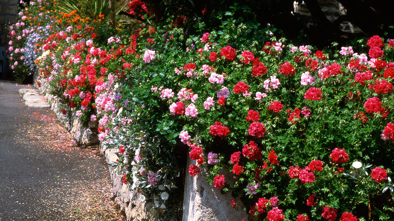 ivy geraniums on wall