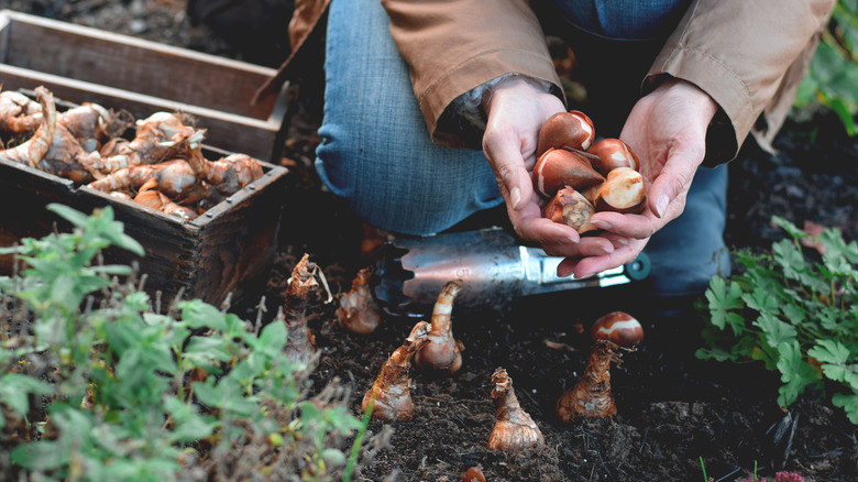 A woman holding flower bulbs while kneeling in the dirt