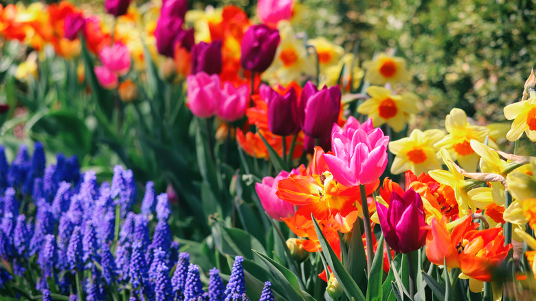 A row of pink tulips planted alongside yellow daffodils and purple muscari