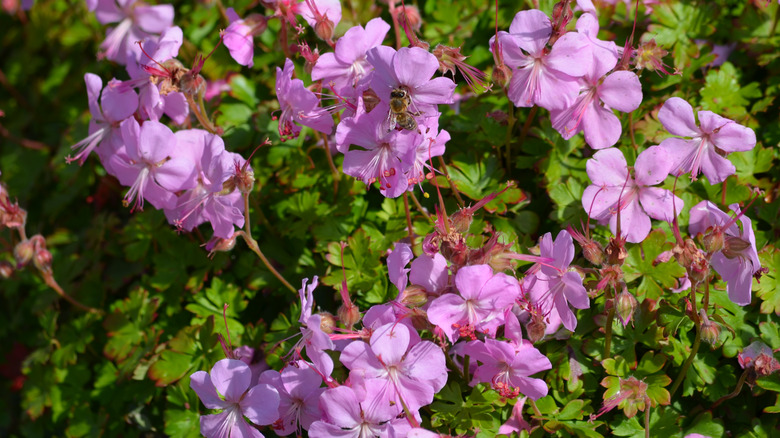 flowering Biokovo cranesbill