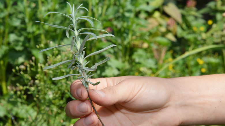 Hand holding lavender cutting