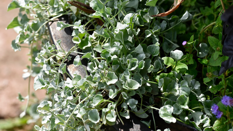 silver falls plant in basket