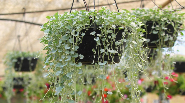 dichondra argentea cascading from basket