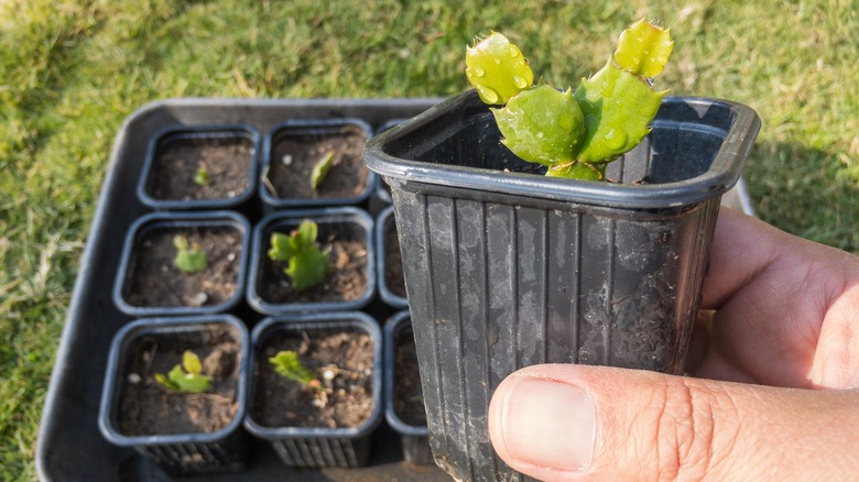 young Christmas cactus