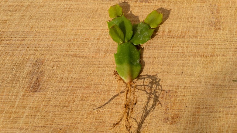 Cactus cutting with roots 