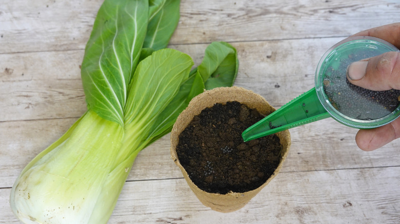 Gardeners using a small hand seeder to drop tiny seeds into a peat pot