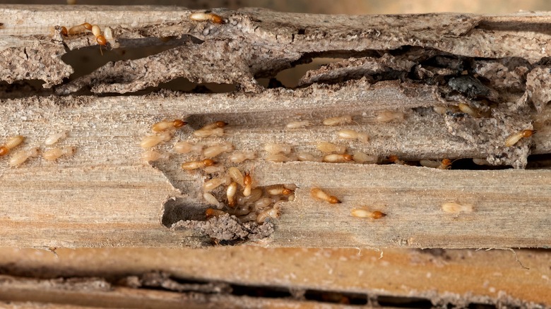 termites eating wood 