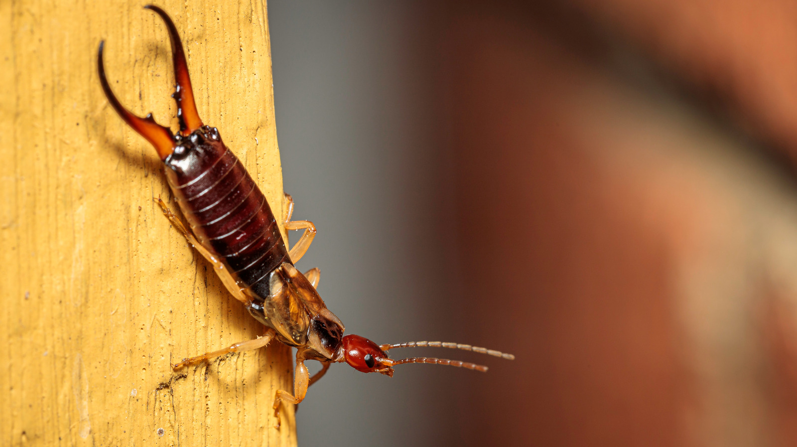 Finding Earwigs In Your Home Could Be A Sign Of Another More Harmful ...