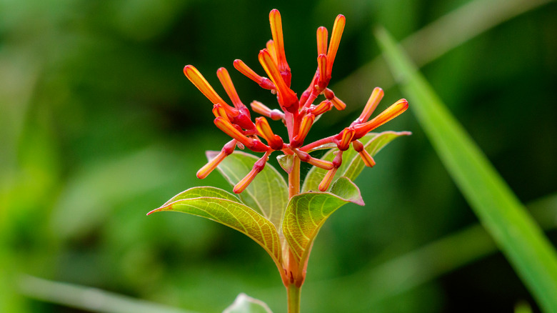 firebush flowers before they bloom