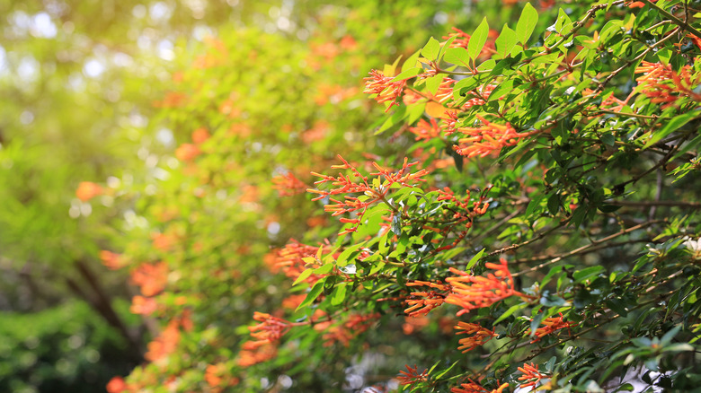 firebush tree outside