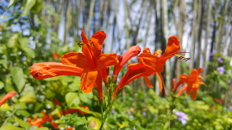 orange firebloom plant in bloom