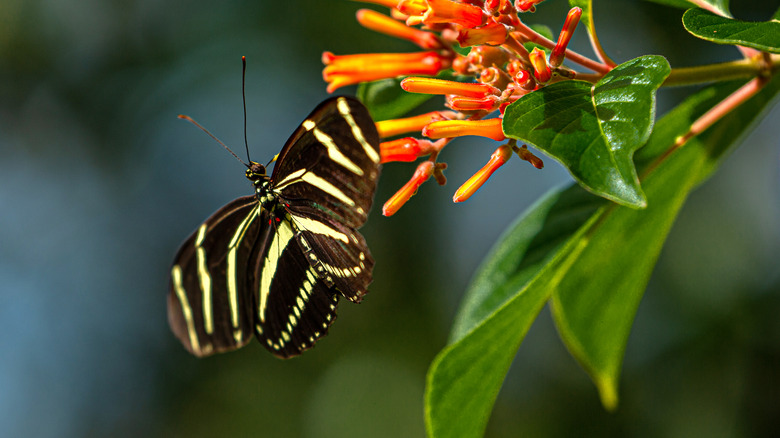 butterfly on a firebush