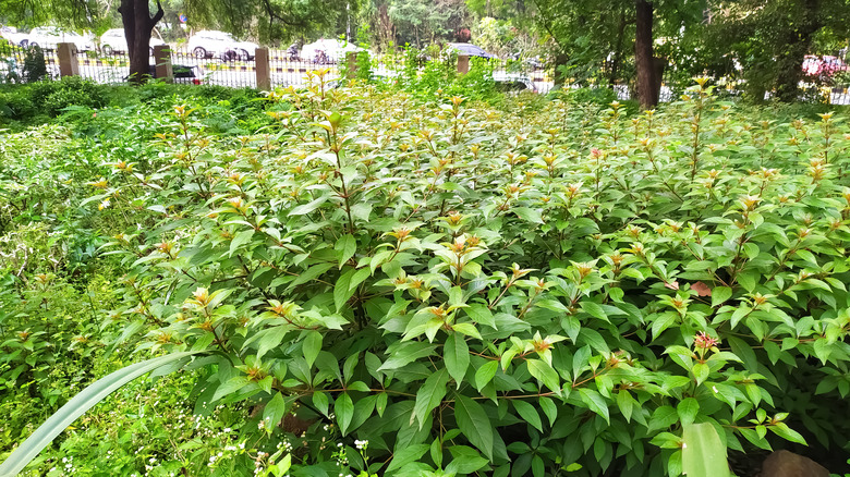 large firebloom plant and leaves