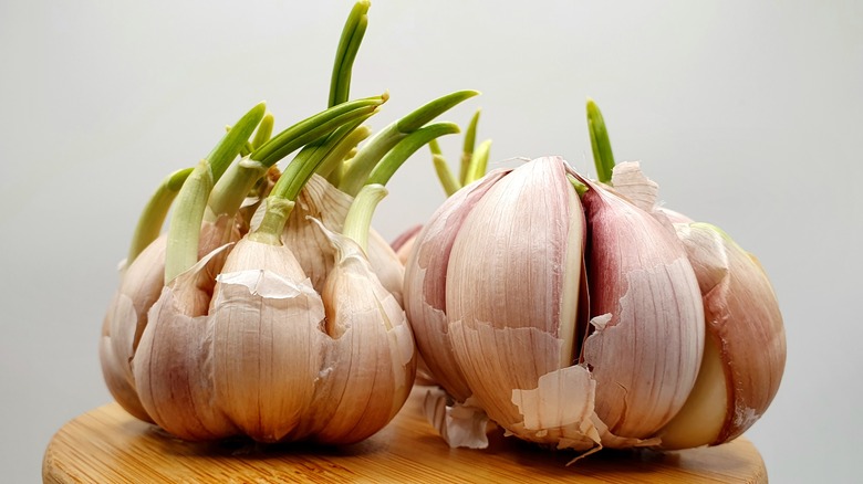 garlic bulb cloves sprouting greens