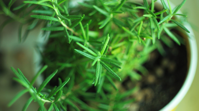 rosemary mini pot on windowsill