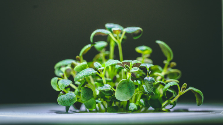 miniature thyme sprouting