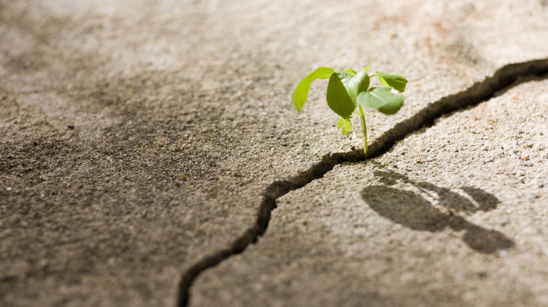 Plant growing through cracked concrete deck 