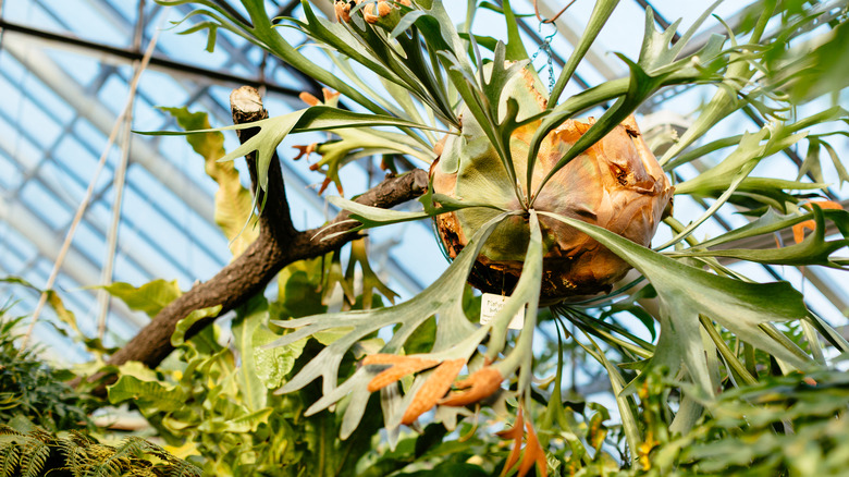 staghorn fern in greenhouse