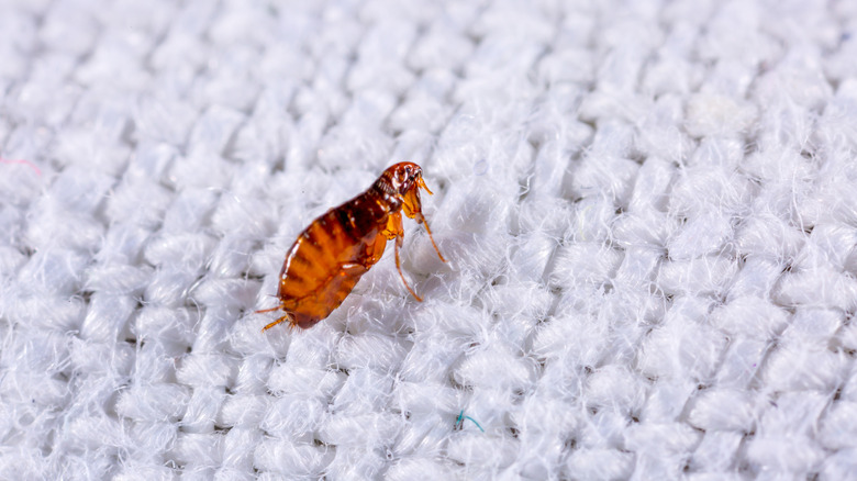 closeup of flea on fabric