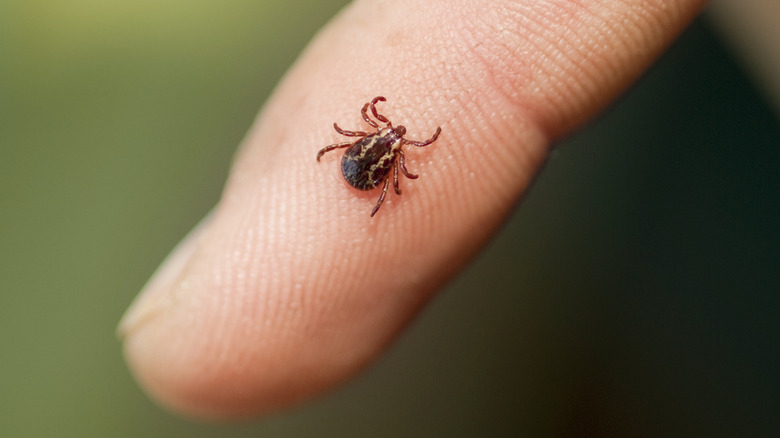 Tick on a person's finger