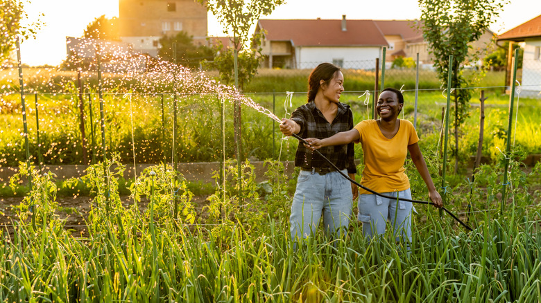 Two people watering a garden