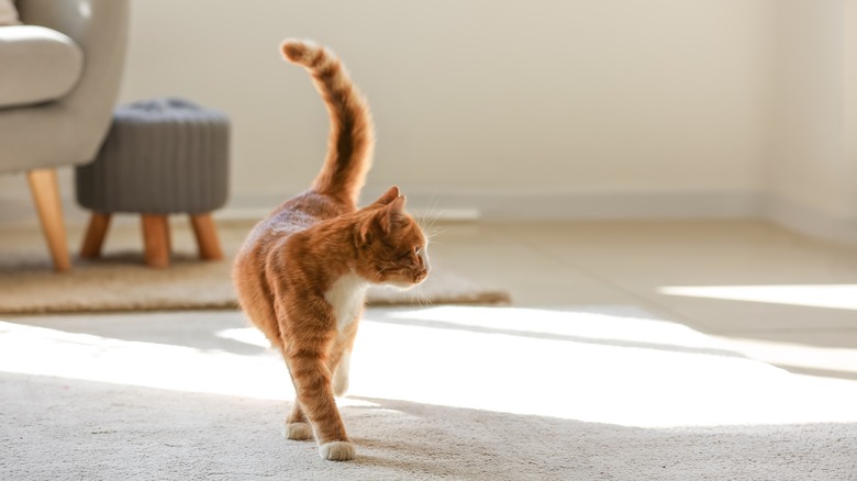 Orange cat on wall-to-wall carpet in living room