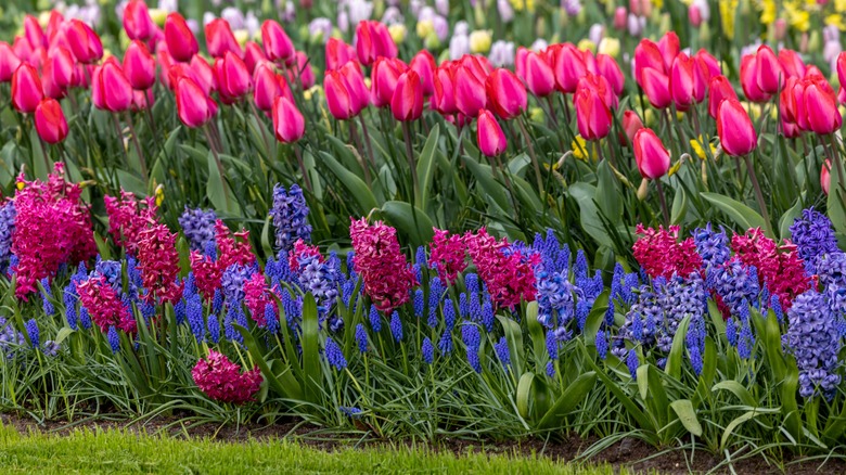 tulips hyacinths and Muscari