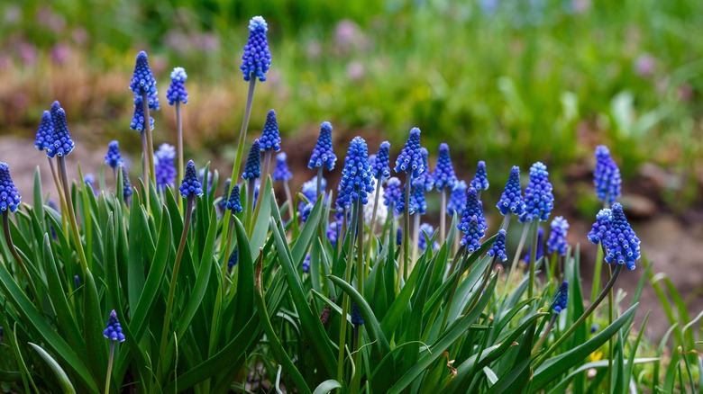 grape hyacinths in bloom