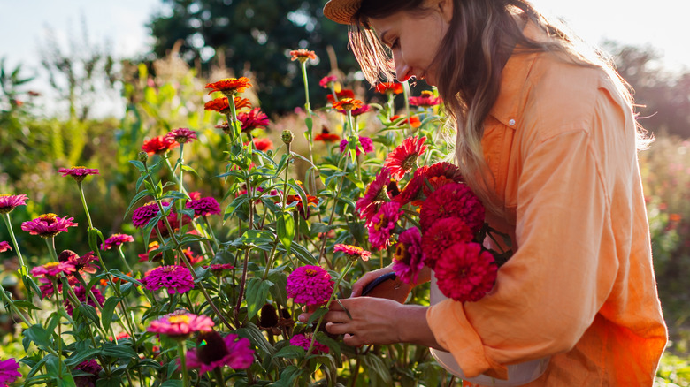 Female gardener in a coral-colored shirt picks a bouquet of multi-colored zinnias while holding some in her arms.