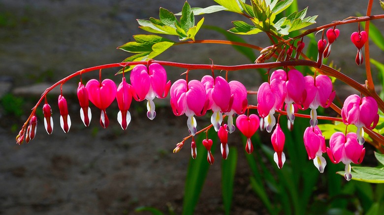 Bleeding heart plant's pink flowers